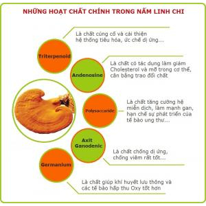 Hiệu quả trị liệu của Linh chi đối với bệnh ung thư