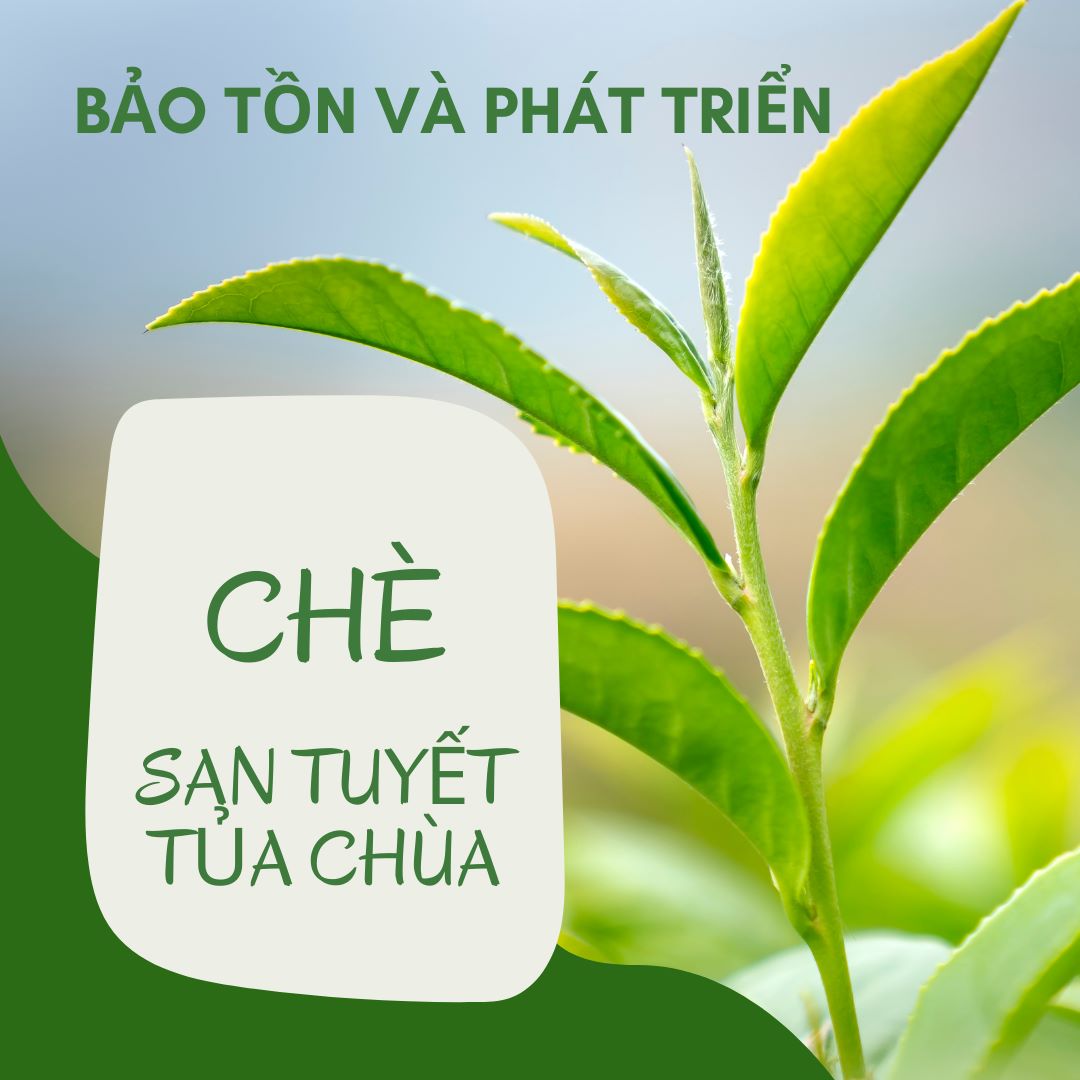 Bảo Tồn Và Phát Triển Chè Shan Tuyết Tủa Chùa