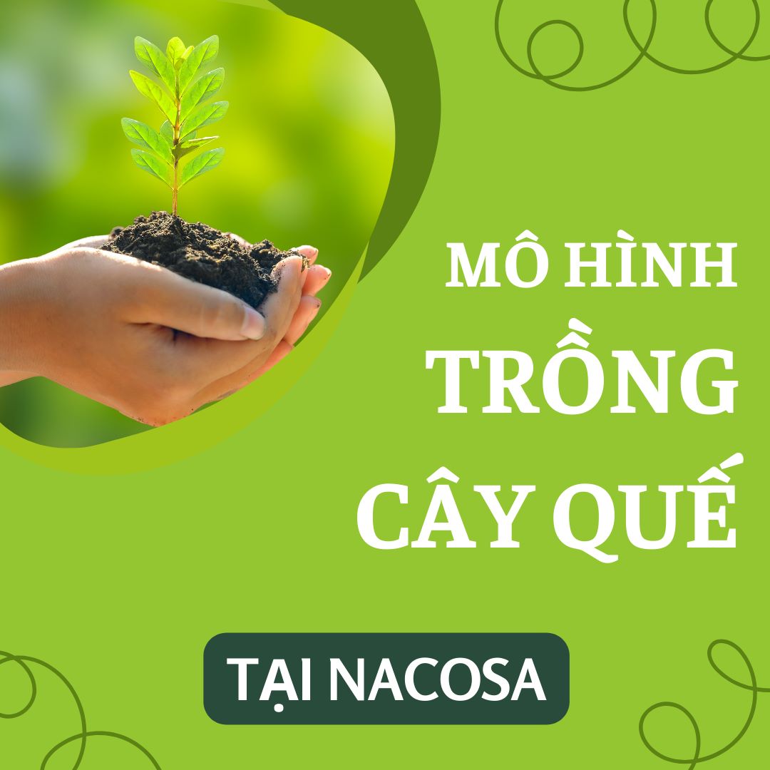 Mô Hình Trồng Cây Quế Tại Na Cô Sa